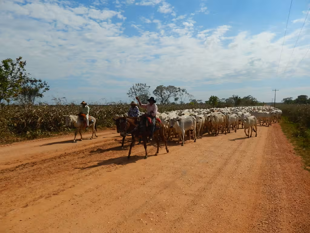 CHAPADA PANTANAL TOURS