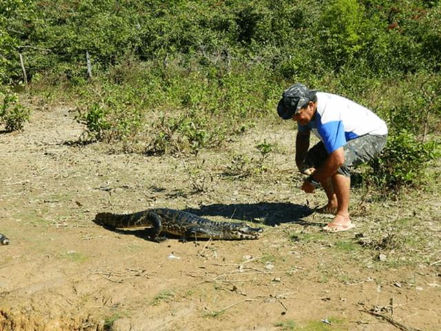 Jacare do Pantanal