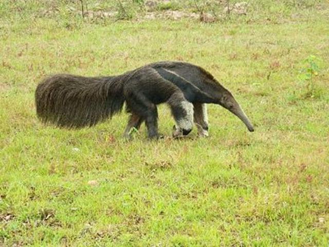 Tamandua do Pantanal