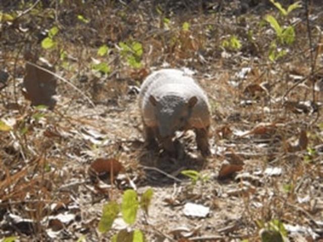 Tatu do Pantanal