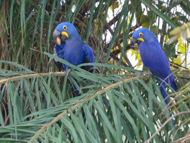 Araras Azul do Pantanal