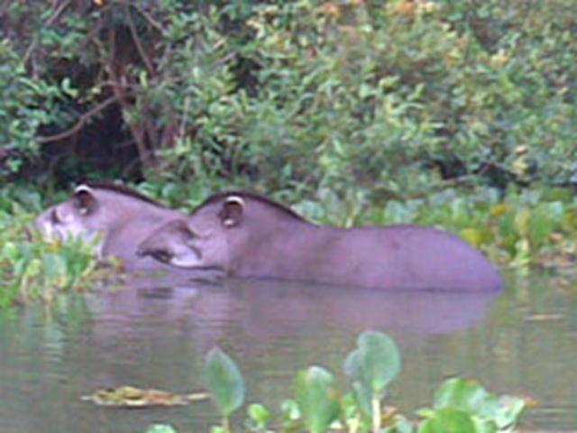 Antas do Pantanal