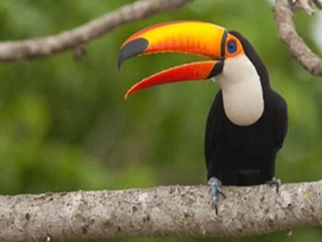 Tucano do Pantanal