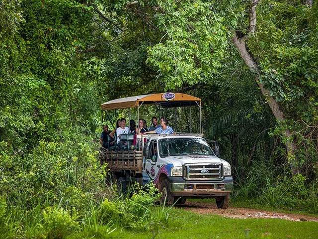 Safari no Pantanal
