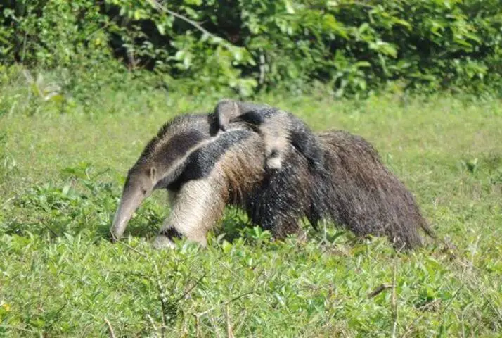 Tamanduas-Pantanal